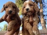 Tüt Dökmeyen Antialerjik Cavapoo Yavrular