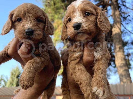 Tüt Dökmeyen Antialerjik Cavapoo Yavrular görsel