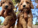 Tüt Dökmeyen Antialerjik Cavapoo Yavrular