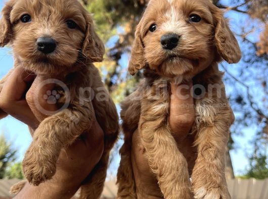 Tüt Dökmeyen Antialerjik Cavapoo Yavrular görsel