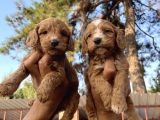 Tüt Dökmeyen Antialerjik Cavapoo Yavrular