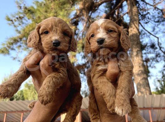 Tüt Dökmeyen Antialerjik Cavapoo Yavrular görsel