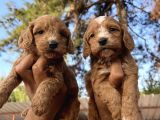 Tüt Dökmeyen Antialerjik Cavapoo Yavrular