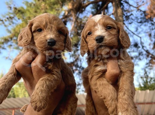 Tüt Dökmeyen Antialerjik Cavapoo Yavrular görsel