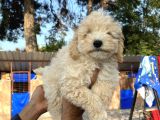 Apricot Poodle Erkek Yavru