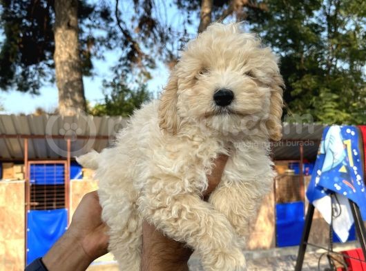 Apricot Poodle Erkek Yavru görsel