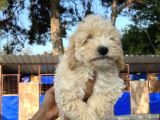 Apricot Poodle Erkek Yavru