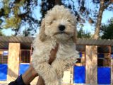 Apricot Poodle Erkek Yavru