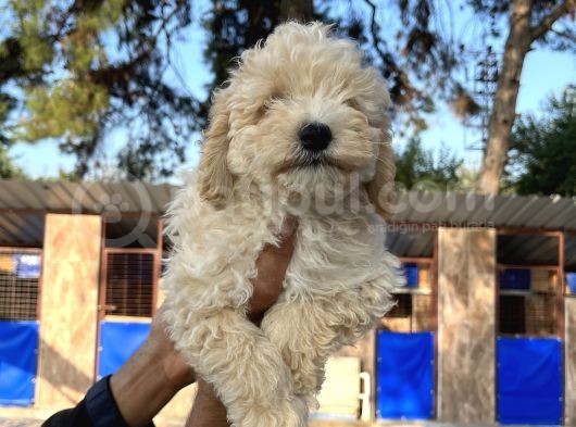 Apricot Poodle Erkek Yavru görsel