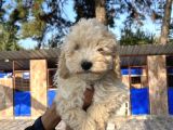 Apricot Poodle erkek yavru