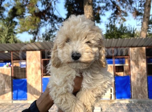 Apricot Poodle Erkek Yavru