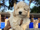 Apricot Poodle Erkek Yavru