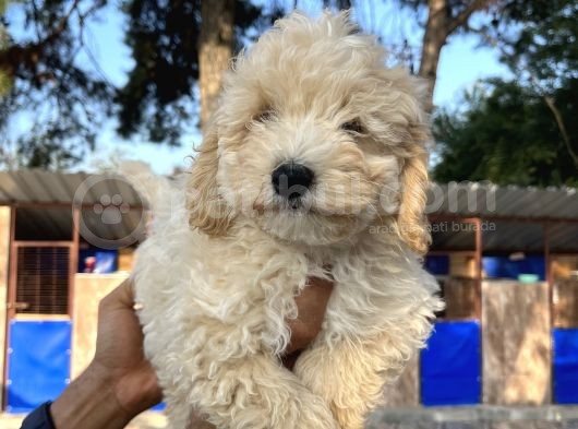 Apricot Poodle Erkek Yavru görsel