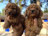 Red Toy Poodle Bebekler