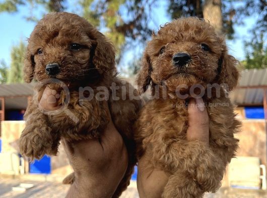 Red Toy Poodle Bebekler