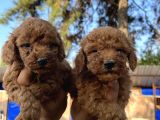 Red Toy Poodle Bebekler