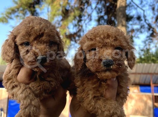 Red Toy Poodle Bebekler görsel