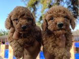 Red Toy Poodle Bebekler