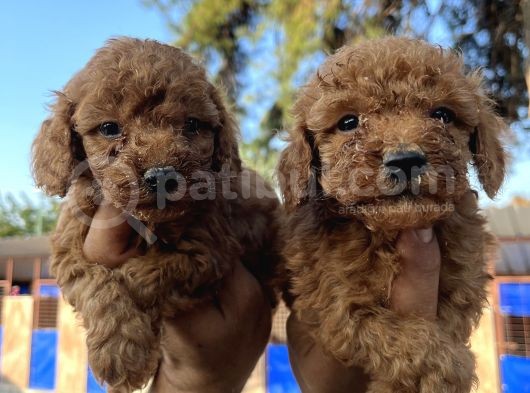 Red Toy Poodle Bebekler görsel