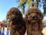 Red Toy Poodle Bebekler