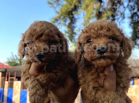Red Toy Poodle Bebekler görsel