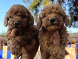 Red Toy Poodle Bebekler