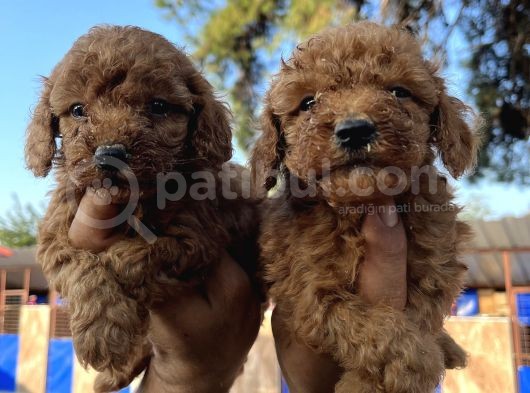 Red Toy Poodle Bebekler görsel