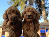 Red Toy Poodle Bebekler