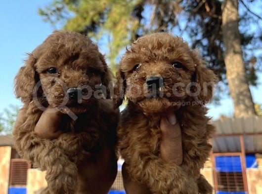 Red Toy Poodle Bebekler görsel