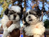 Mükemmel Shihtzu Bebekler
