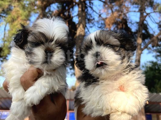 Mükemmel Shihtzu Bebekler
