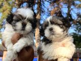 Mükemmel Shihtzu Bebekler