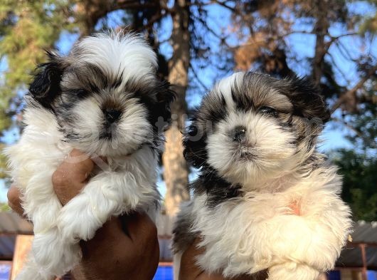 Mükemmel Shihtzu Bebekler görsel