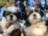 Mükemmel Shihtzu Bebekler