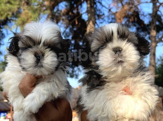 Mükemmel Shihtzu Bebekler görsel