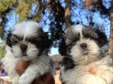 Mükemmel Shihtzu Bebekler