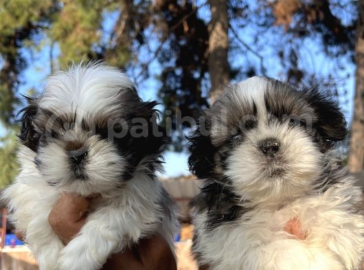 Mükemmel Shihtzu Bebekler görsel