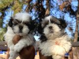 Mükemmel Shihtzu Bebekler