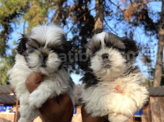 Mükemmel Shihtzu Bebekler görsel