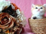 Show Kalite British Shorthair Golden