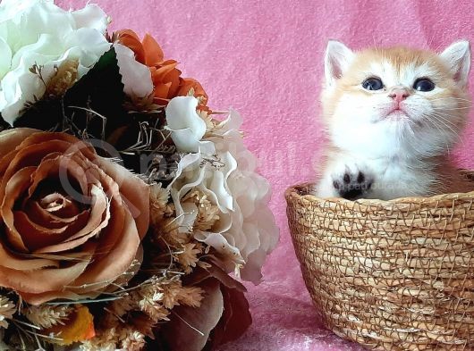 Show Kalite British Shorthair Golden görsel
