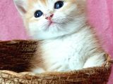 Show Kalite British Shorthair Golden
