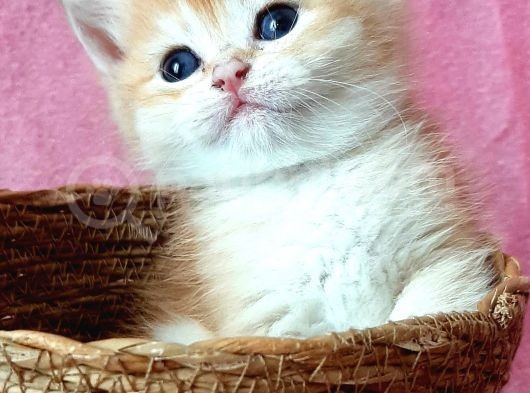 Show Kalite British Shorthair Golden görsel