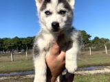 MAVİ GÖZLÜ HUSKY YAVRULARI
