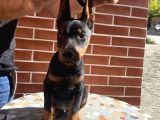 SAFKAN KALİTELİ KİNG DOBERMANLAR