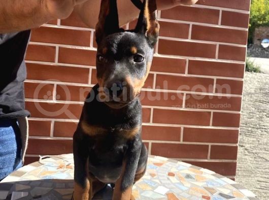 Safkan Kali̇teli̇ Ki̇ng Dobermanlar