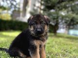 SAFKAN ALMAN ÇOBAN YAVRULARI