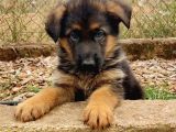 Irkan Garanti̇li̇ Alman Çoban Köpeği̇ Yavrulari