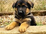 IRKAN GARANTİLİ ALMAN ÇOBAN KÖPEĞİ YAVRULARI