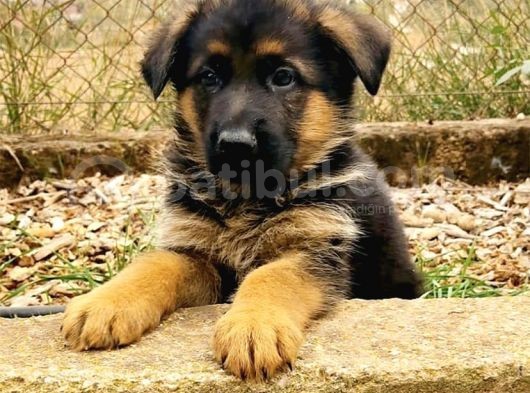 Irkan Garanti̇li̇ Alman Çoban Köpeği̇ Yavrulari